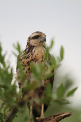 Juvenile Black hawk