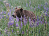 Bear in lupins