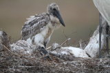 Jabiru chick