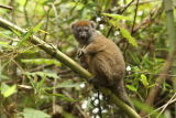 Bamboo Lemur