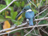 Green Kingfisher