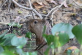Capybara in river