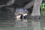 Giant River otter with fish