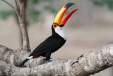 Toucan catching food