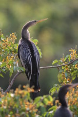 Striated Cormorant