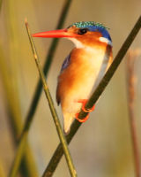 Malachite Kingfisher #3