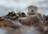 Otter waking up