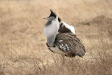 kori Bustard in display