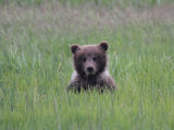 Cub in long grass