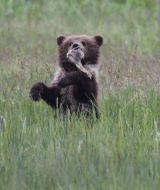 Cub playing with fish