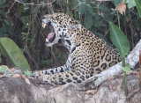 Jaguar yawning