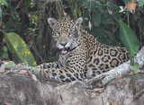 Jaguar sneering
