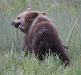 Cubs fighting