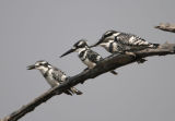 Pied Kingfishers