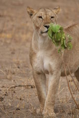 Lion sniffing plant