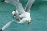 Kittiwakes fighting for fish