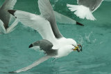 Kittiwakes fighting for fish