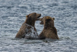 Bears fighting