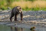 Bear stalking