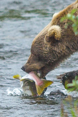 Bear fishing