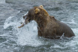 Bear fishing