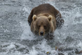 Bear fishing