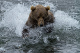 Fishing Bear