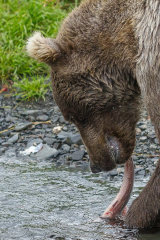 Fishing Bear