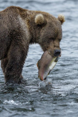 Fishing Bear