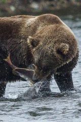 Bear fishing