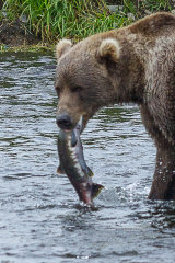 Bear fishing