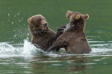 Bears fighting