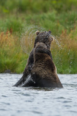 Bears fighting
