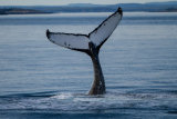 Hump Back Whale Fluke