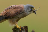 Kestrel