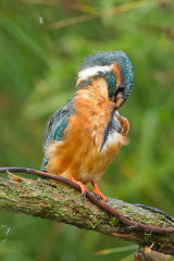Kingfisher preening