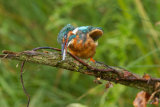 Kingfisher killing fish