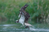 Osprey with catch