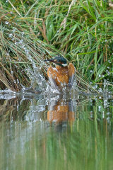 Kingfisher diving