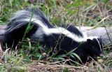 Skunk