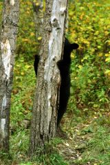 Bears - Black & Brown Grizzly