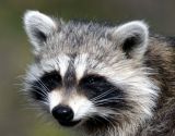 Racoon