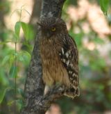 Indian Eagle Owl