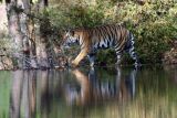 Tiger with reflection