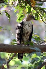Changeable Hawk Eagle