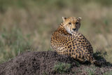 cheetah looking over shoulder