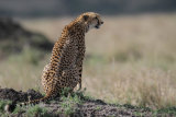 Cheetah