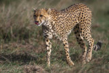 Cheetah