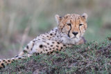 Cheetah