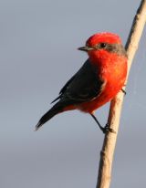 Vermillion Flycatcher